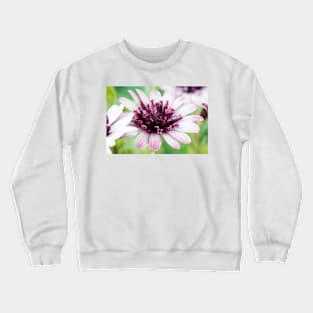 Osteospermum  Flower Power Double Series  Double berry white Crewneck Sweatshirt